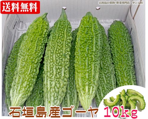 業務用・まとめ買い用！石垣島産ゴーヤー１０ｋｇ（３０～６０本）送料