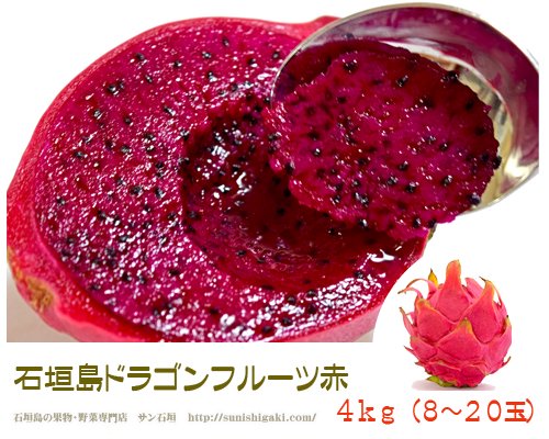 石垣島ドラゴンフルーツ赤 ２ｋｇ（４～７個）販売※送料無料/サン石垣通販