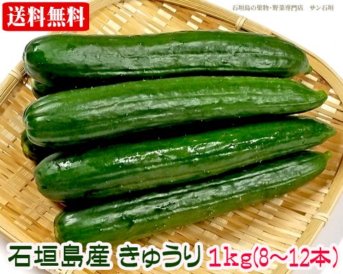 石垣島産きゅうり１ｋｇ 送料無料 販売 /サン石垣通販