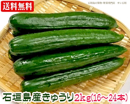 送料無料 ！石垣島産きゅうり２ｋｇ/サン石垣通販