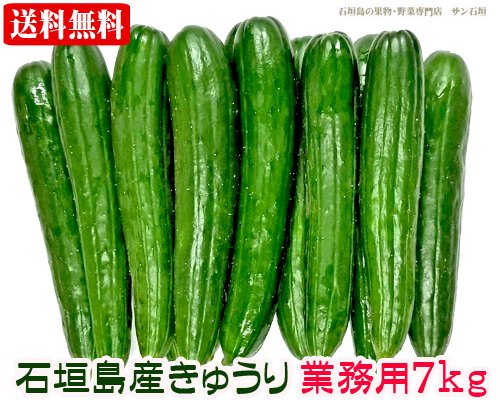 業務用！きゅうり（胡瓜）７ｋｇ石垣島産 送料無料/サン石垣通販