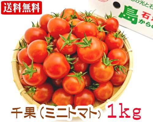 石垣島産ミニトマト 千果 １ｋｇ 送料無料 販売 サン石垣通販