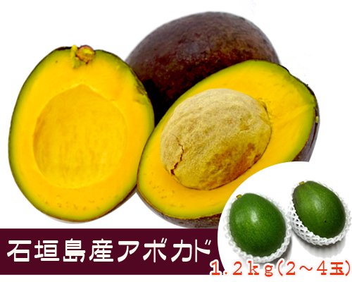 石垣島産アボカド１.２ｋｇ（２～３玉）販売/サン石垣通販