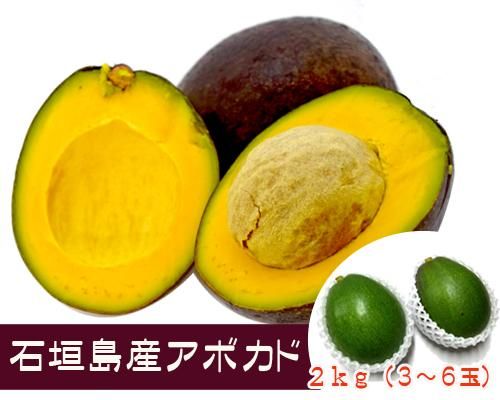 定番のお歳暮&冬ギフトの商品をすべ アボカド2kg（4～6玉）石垣島産 販売/サン石垣通販 イラスト