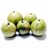 石垣島産グァバ（バンシロー）販売/サン石垣通販