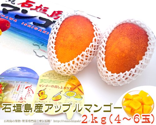 石垣島完熟マンゴー２ｋｇ（４～６玉）販売/サン石垣通販