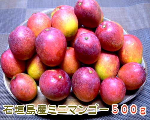 ミニマンゴー５００ｇ（石垣島産）販売 ※送料無料