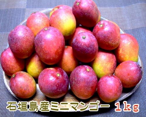 ミニマンゴー１ｋｇ（石垣島産）通販 ※送料無料