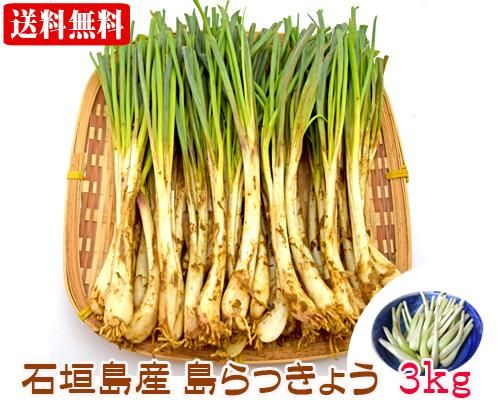 島らっきょう３kg 石垣島産 送料無料 販売/サン石垣通販