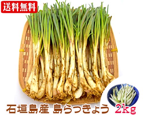 石垣島産島らっきょう２ｋｇ 送料無料 販売 /サン石垣通販