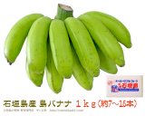 石垣島 島バナナ１ｋｇ販売※送料無料/サン石垣通販