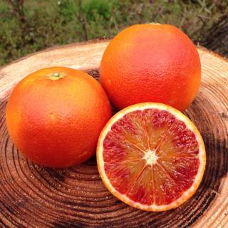 ご家庭用 ブラッドオレンジ ５ｋｇ 愛媛 宇和島のみかん農家 ニノファーム おいしいみかんを産地直送いたします