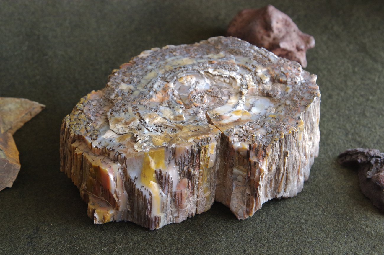 WALL -CRAFT & ANTIQUE- ANTIQUE / Petrified wood (珪化木) (AQ_013)