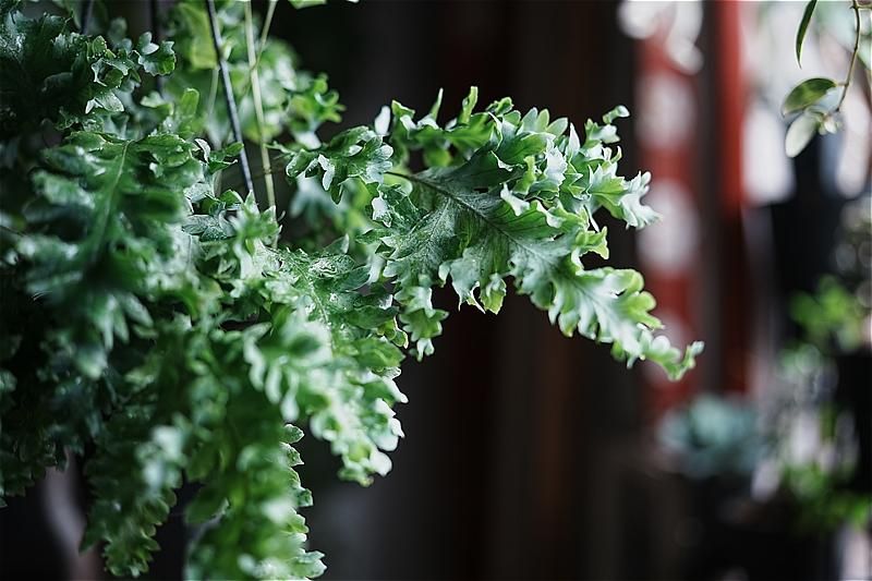 福岡・北九州で観葉植物をお探しならロッツアンティークス。