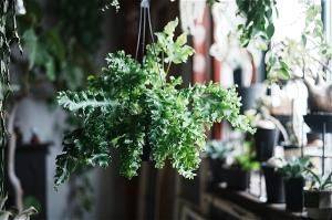 観葉植物 - アンティーク家具&雑貨+プランツ