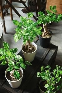 観葉植物 - アンティーク家具&雑貨+プランツ