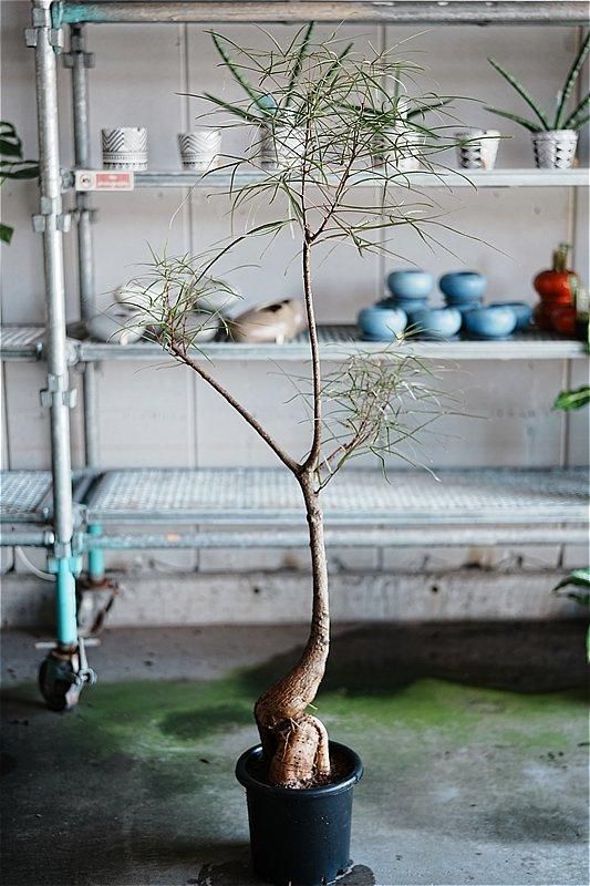 ボトルツリー　ブラキキトン　巨大なため引き取り限定でお願いします 楽天市場】観葉植物 ボトルツリー ブラキキトン アケリフォリウス 8号