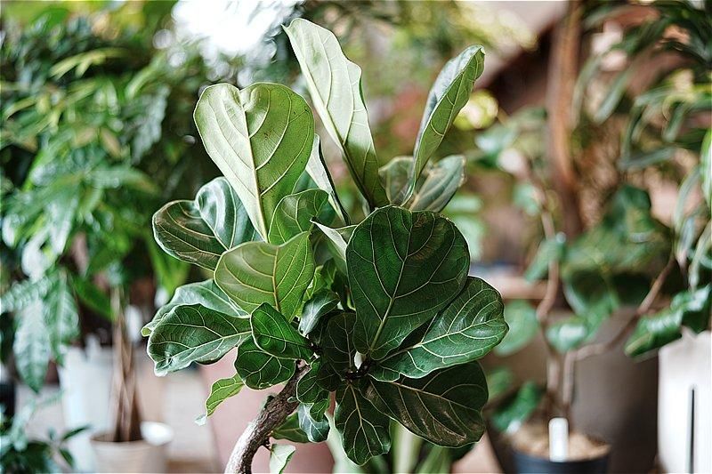 観葉植物（中鉢） | ギフト・プレゼント向けインテリアグリーン | イイハナ・ドットコム(並び順：価格(高い順))