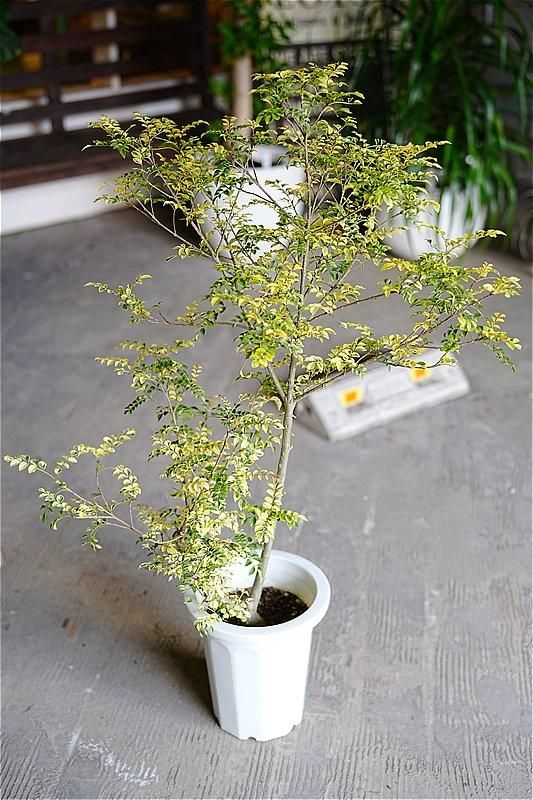 福岡・北九州で観葉植物をお探しならロッツアンティークス。