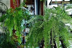 ʧȯorŹƬϤ ͥեԥ4 5ϥ󥮥