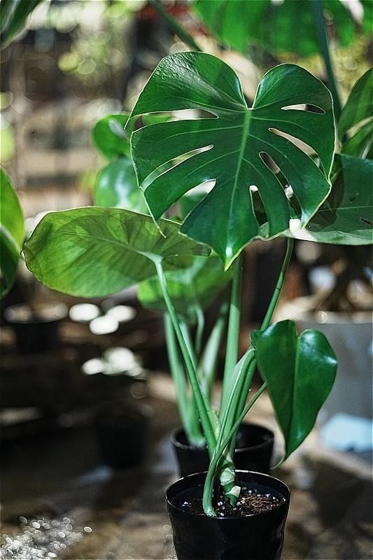 福岡・北九州で観葉植物をお探しならロッツアンティークス。