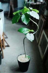 <img class='new_mark_img1' src='https://img.shop-pro.jp/img/new/icons5.gif' style='border:none;display:inline;margin:0px;padding:0px;width:auto;' />̶彣ãorŹƬϤ  ե ٥顼  7?