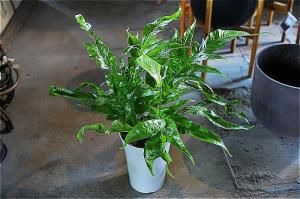 福岡・北九州で観葉植物をお探しならロッツアンティークス。