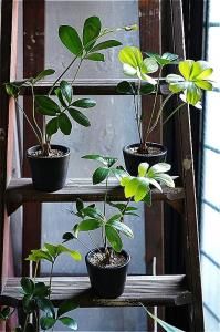 アンティーク家具&雑貨+プランツ