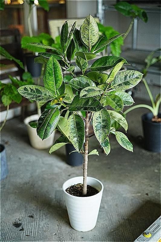 福岡・北九州で観葉植物をお探しならロッツアンティークス。