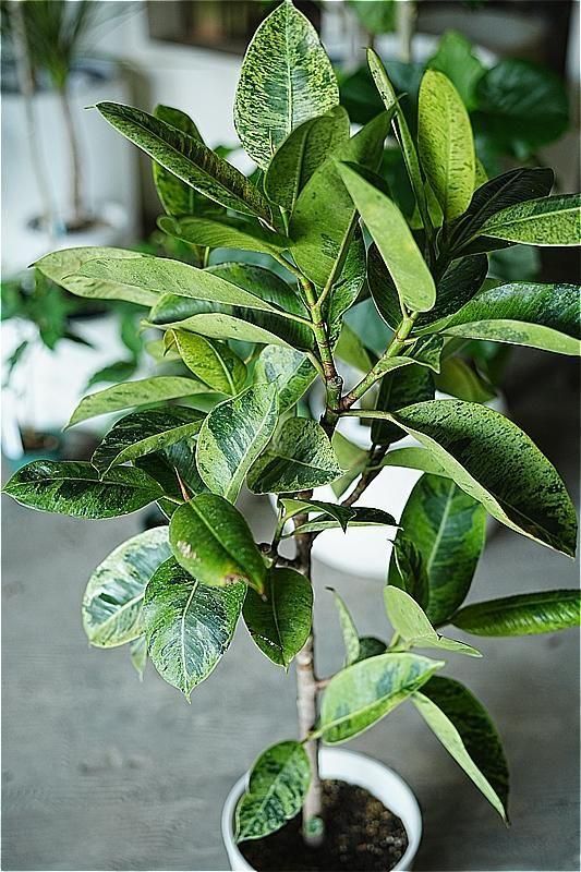 福岡・北九州で観葉植物をお探しならロッツアンティークス。