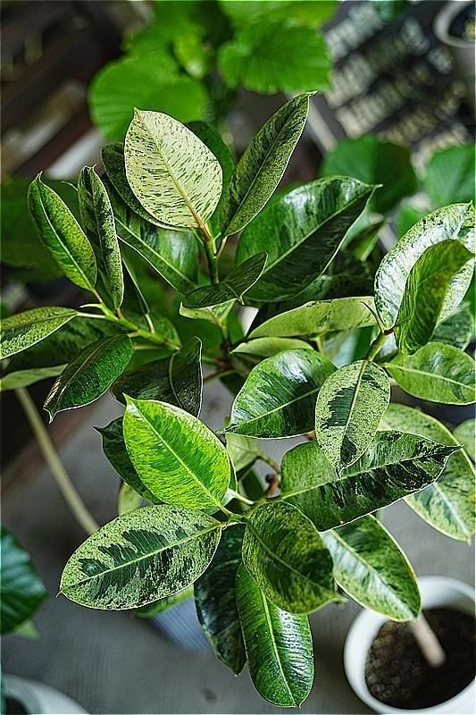 福岡・北九州で観葉植物をお探しならロッツアンティークス。