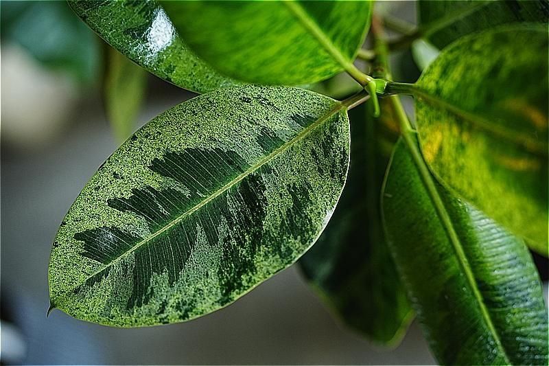 福岡・北九州で観葉植物をお探しならロッツアンティークス。