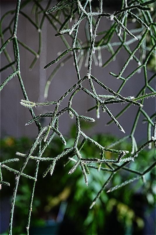 福岡・北九州で観葉植物をお探しならロッツアンティークス。