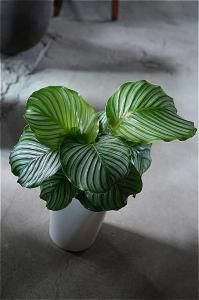 <img class='new_mark_img1' src='https://img.shop-pro.jp/img/new/icons5.gif' style='border:none;display:inline;margin:0px;padding:0px;width:auto;' />ʧȯorŹƬϤ ƥ ӥեꥢ 7󥰥ݥå
