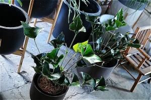 <img class='new_mark_img1' src='https://img.shop-pro.jp/img/new/icons5.gif' style='border:none;display:inline;margin:0px;padding:0px;width:auto;' />ʧȯorŹƬϤ 󥹥ꥦ  7