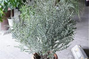 <img class='new_mark_img1' src='https://img.shop-pro.jp/img/new/icons47.gif' style='border:none;display:inline;margin:0px;padding:0px;width:auto;' />̶彣ãorŹƬϤ 桼 ࡼ饰 10