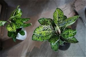 <img class='new_mark_img1' src='https://img.shop-pro.jp/img/new/icons5.gif' style='border:none;display:inline;margin:0px;padding:0px;width:auto;' />ʧȯorŹƬϤ ۥޥ ꥷ ե顼 5