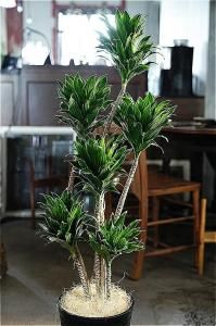 <img class='new_mark_img1' src='https://img.shop-pro.jp/img/new/icons47.gif' style='border:none;display:inline;margin:0px;padding:0px;width:auto;' />̶彣ãorŹƬϤ  ɥ饻 ǥ󥷥 ѥ 8