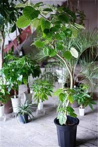 <img class='new_mark_img1' src='https://img.shop-pro.jp/img/new/icons5.gif' style='border:none;display:inline;margin:0px;padding:0px;width:auto;' />̶彣ãorŹƬϤ  ե ٥顼  10