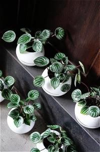 <img class='new_mark_img1' src='https://img.shop-pro.jp/img/new/icons5.gif' style='border:none;display:inline;margin:0px;padding:0px;width:auto;' />ʧȯorŹƬϤ ڥڥߥ ǥ륷(ڥ) 5̵ݥå