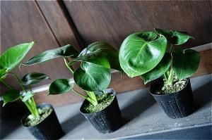 <img class='new_mark_img1' src='https://img.shop-pro.jp/img/new/icons5.gif' style='border:none;display:inline;margin:0px;padding:0px;width:auto;' />ʧȯorŹƬϤ 󥹥ƥ 3