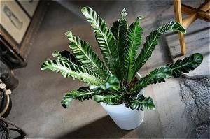 <img class='new_mark_img1' src='https://img.shop-pro.jp/img/new/icons5.gif' style='border:none;display:inline;margin:0px;padding:0px;width:auto;' />ʧȯorŹƬϤ ץ˥ ֥ 8