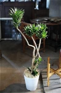 <img class='new_mark_img1' src='https://img.shop-pro.jp/img/new/icons47.gif' style='border:none;display:inline;margin:0px;padding:0px;width:auto;' />̶彣ãorŹƬϤ  ɥ饻 ǥ󥷥 ѥ 8