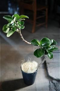 <img class='new_mark_img1' src='https://img.shop-pro.jp/img/new/icons5.gif' style='border:none;display:inline;margin:0px;padding:0px;width:auto;' />ʧȯorŹƬϤ  ե 饹ƥ ޥ륳 6