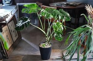 <img class='new_mark_img1' src='https://img.shop-pro.jp/img/new/icons5.gif' style='border:none;display:inline;margin:0px;padding:0px;width:auto;' />̶彣ãorŹƬϤ 󥹥ƥ ǥꥷ 8֥åץݥå