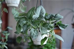 <img class='new_mark_img1' src='https://img.shop-pro.jp/img/new/icons5.gif' style='border:none;display:inline;margin:0px;padding:0px;width:auto;' />��������ʧ��ȯ��orŹƬ���Ϥ��� ��������ץ��� �ץ���ʥ� 5��ϥ󥮥�