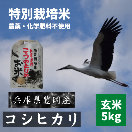 令和5年産新米 コウノトリのお米 豊岡産無農薬コシヒカリ 玄米5kg 特別