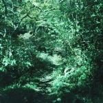 いろのみ 「琹の葉 / kotonoha」 - more records