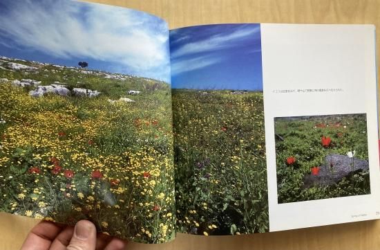 ガリラヤの春 ～イエスの足跡を慕って～| 聖書やキリスト教書籍