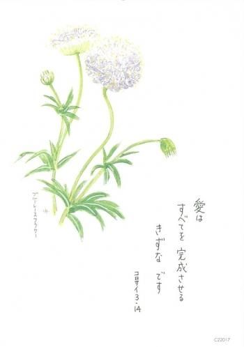 217 みことばはがき ブルーレースフラワー 5枚単位 聖書やキリスト教書籍の通販サイト バイブルハウス南青山 217 みことばはがき ブルーレースフラワー 5枚単位 聖書やキリスト教書籍の通販サイト バイブルハウス南青山